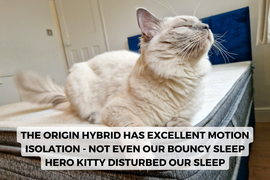 kitty on origin hybrid mattress